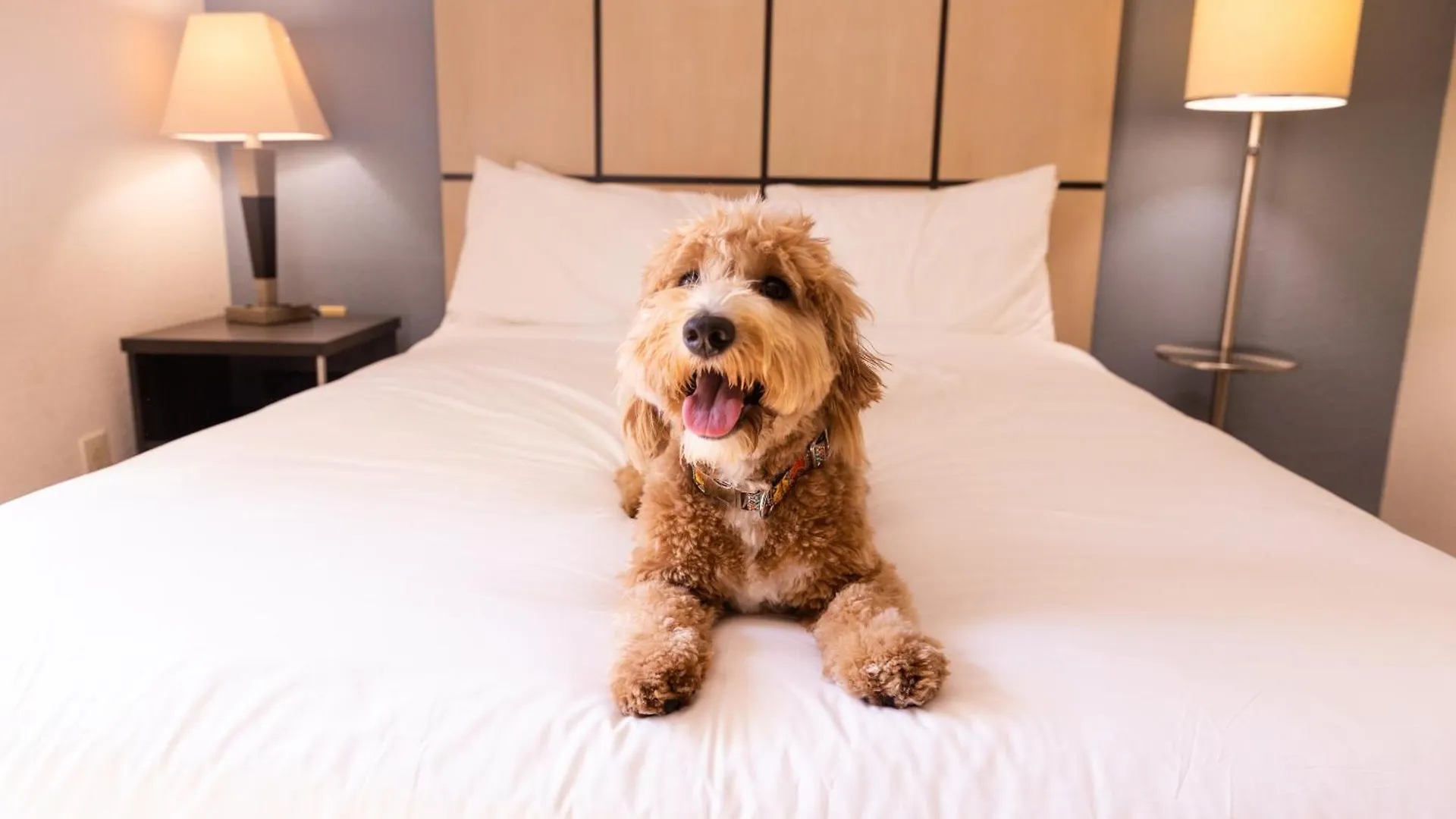 Sonesta Simply Suites Memphis East Poplar Pike Hotel